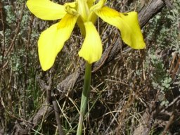 Moraea huttonii floral spathes